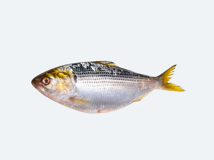 Kohada